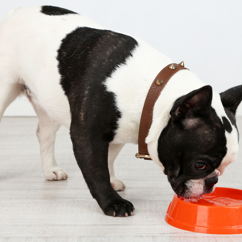 french bulldog drinking water