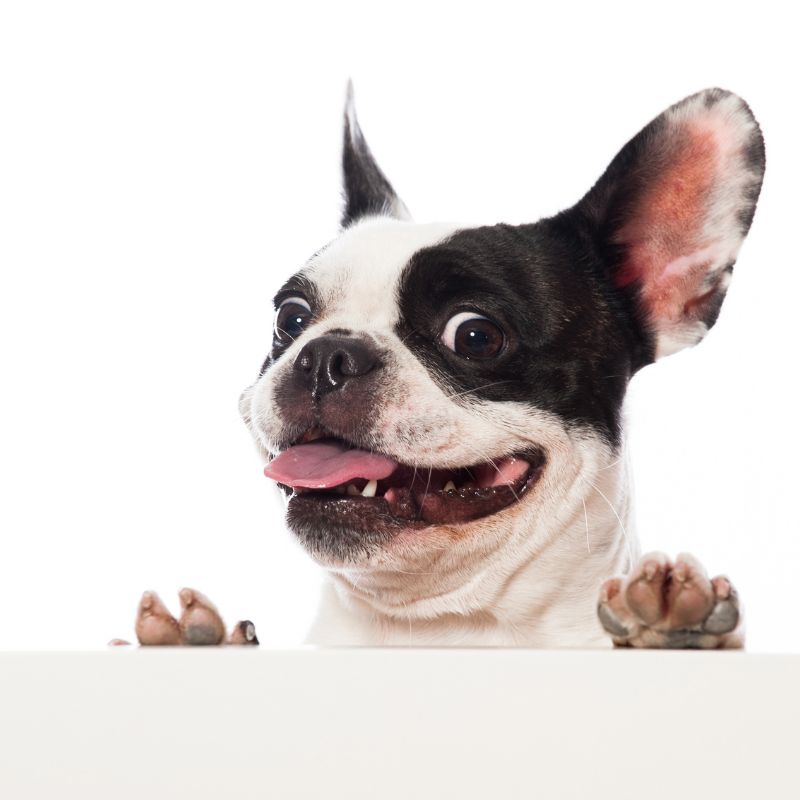 french bulldog nails frenchie space