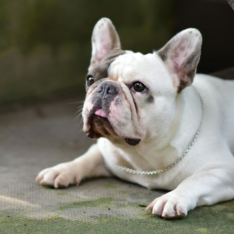 trimming frenchie nails