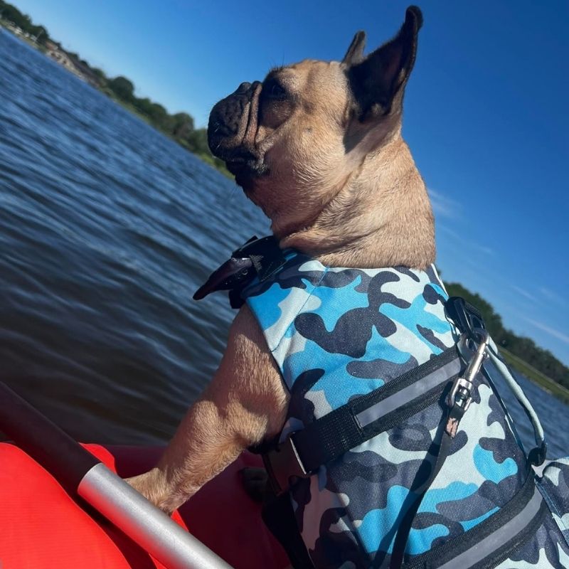camo french bulldog swimming vest