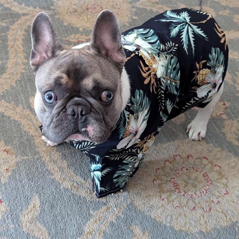 french bulldog beach shirt