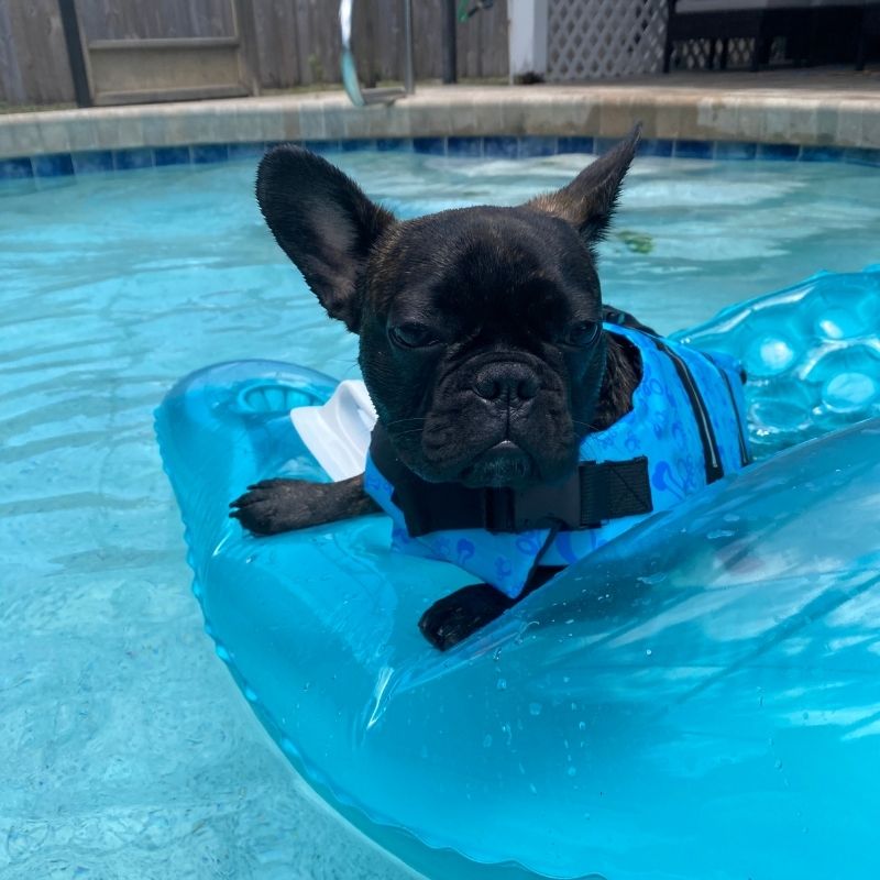 french bulldog life jacket