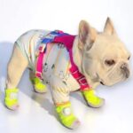 french bulldog mesh sneakers