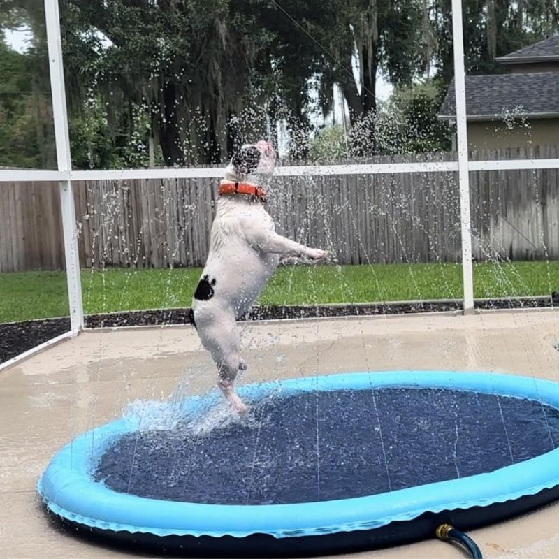 french bulldog splash pad