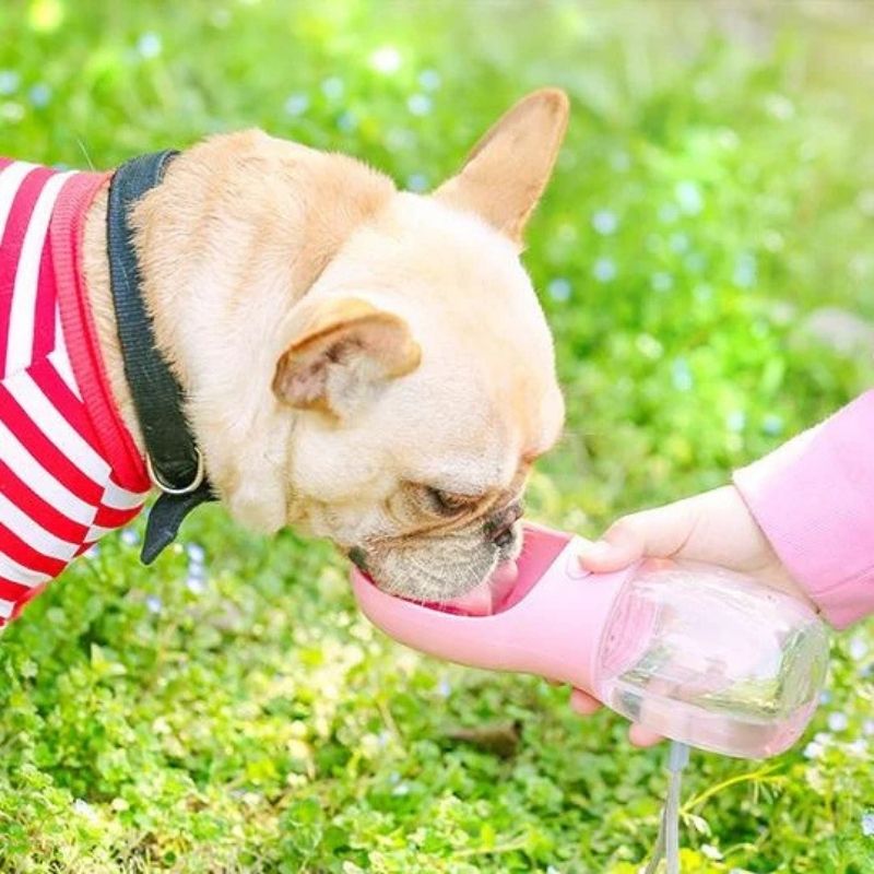 portable french bulldog bottle