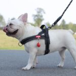 summer french bulldog harness