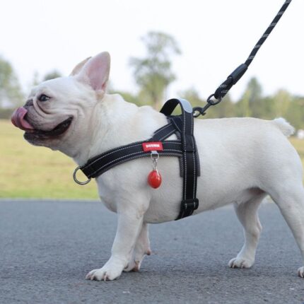 summer french bulldog harness