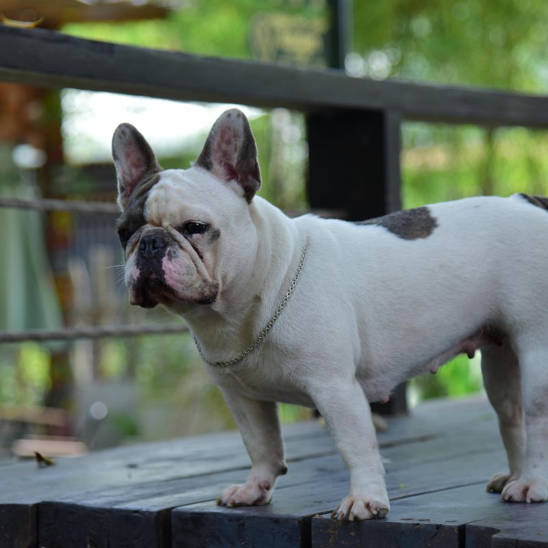 pied french bulldog frenchie space