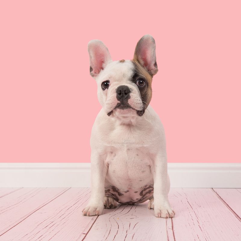 pied french bulldog frenchie space