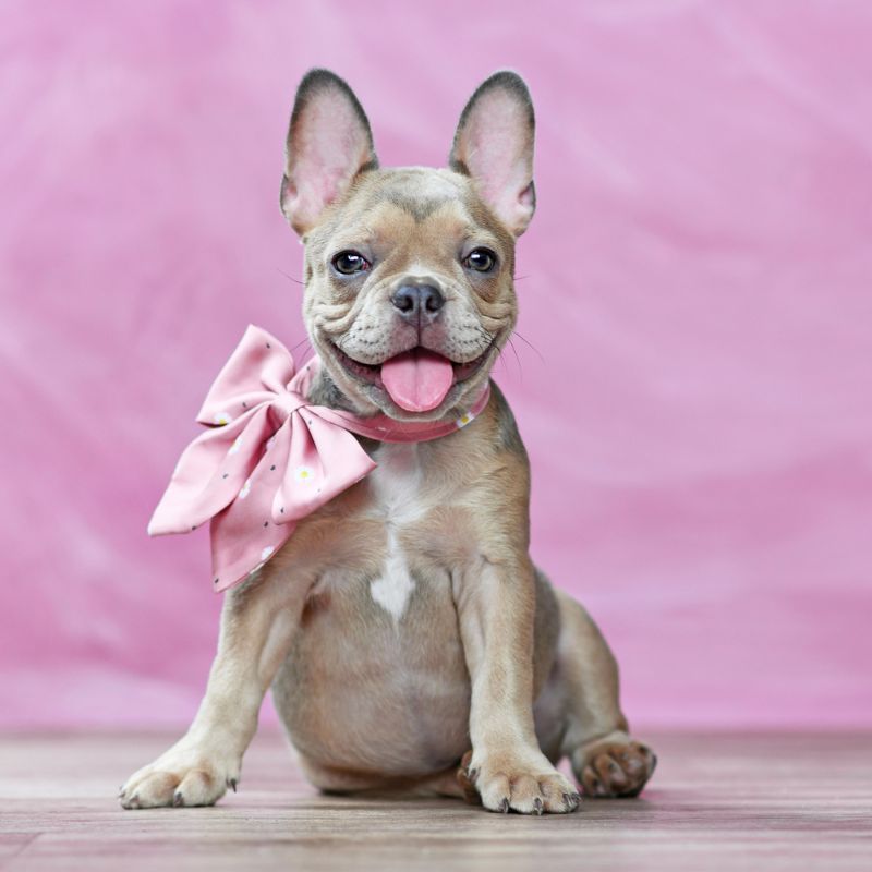 pied french bulldog frenchie space