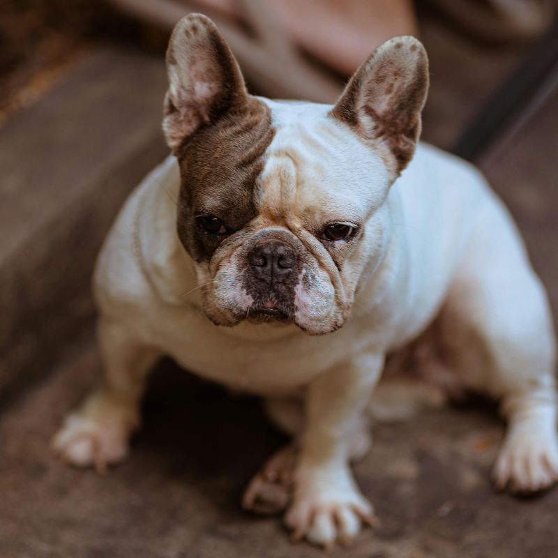 pied french bulldog frenchie space