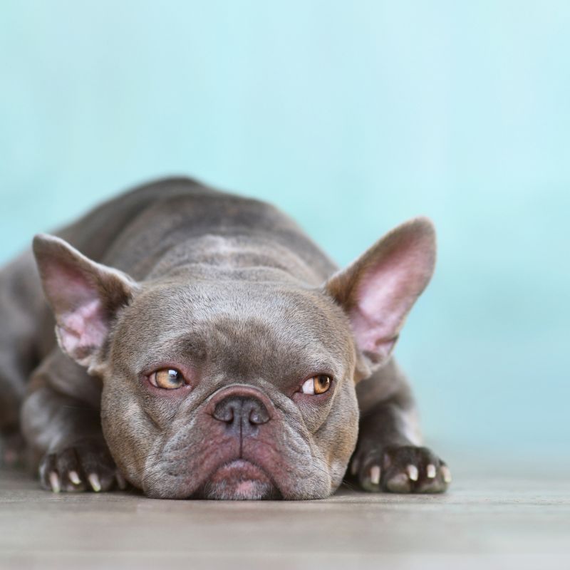 French Bulldog Food Aggression 9 Tips to Treat It Successfully