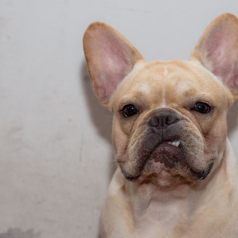 french bulldog food aggression frenchie space
