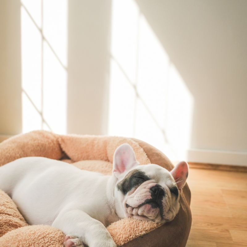 french bulldog snoring frenchie space