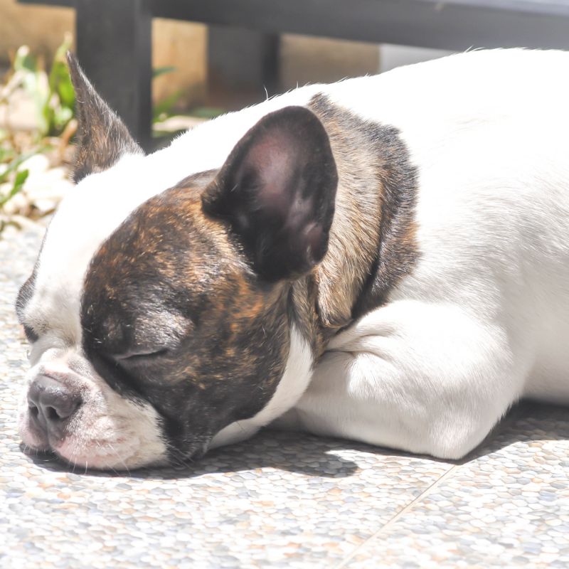 french bulldog snoring frenchie space