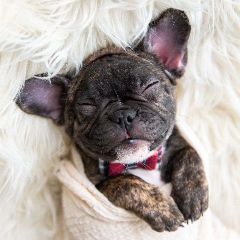 french bulldog snoring frenchie space