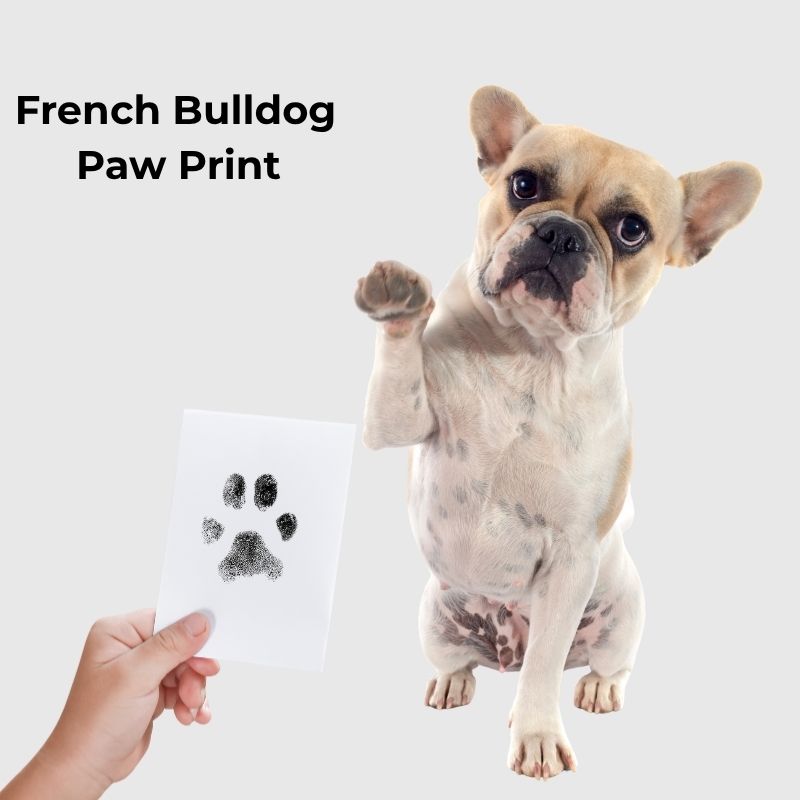 french bulldog paw print
