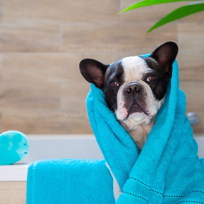 bathe a french bulldog frenchie space