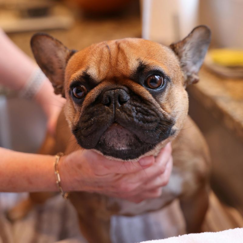 bathe a french bulldog frenchie space 