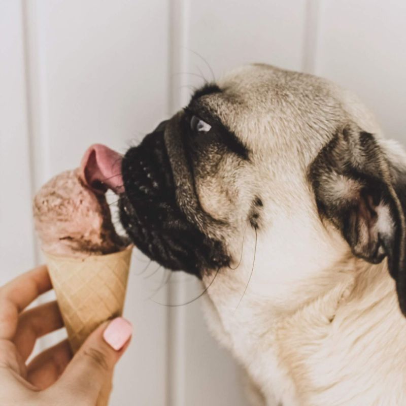 can french bulldogs drink milk frenchie space