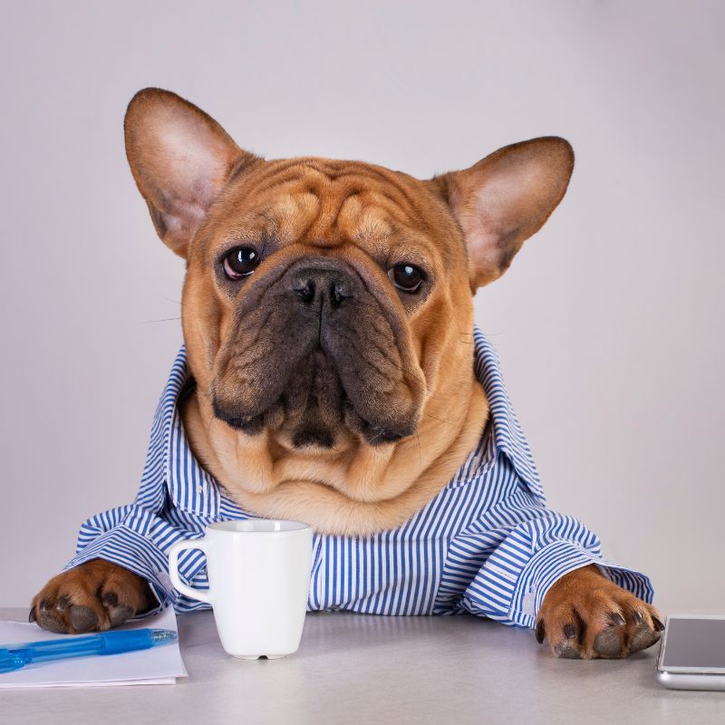 can french bulldogs drink milk frenchie space