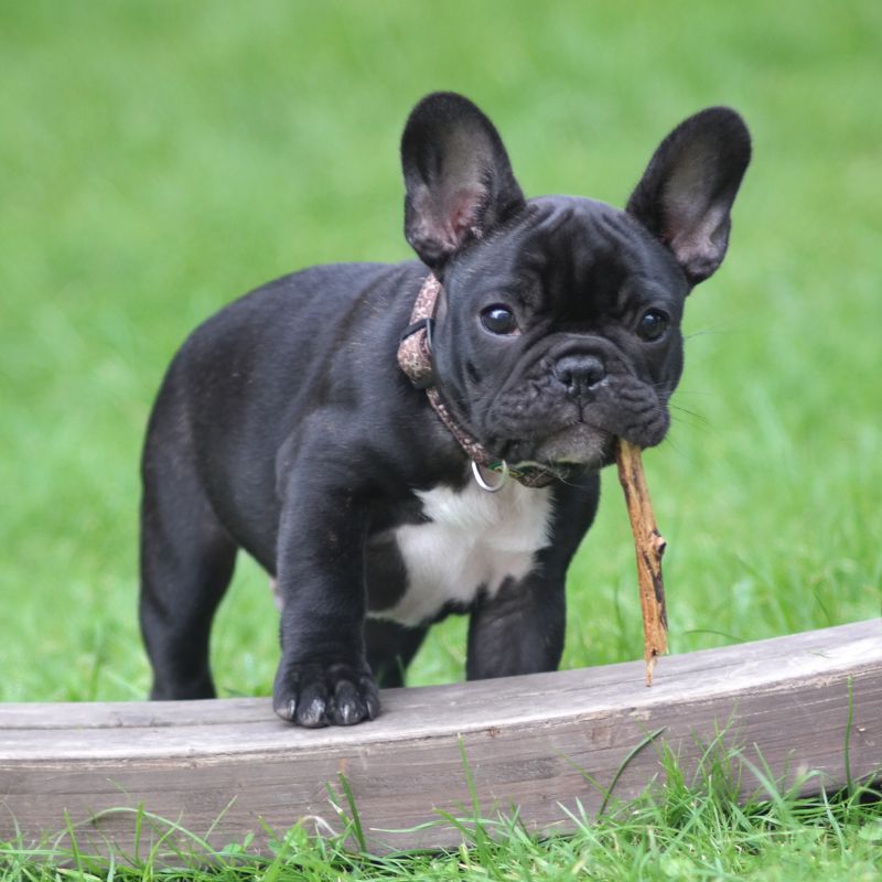 frenchie space french bulldog adoption