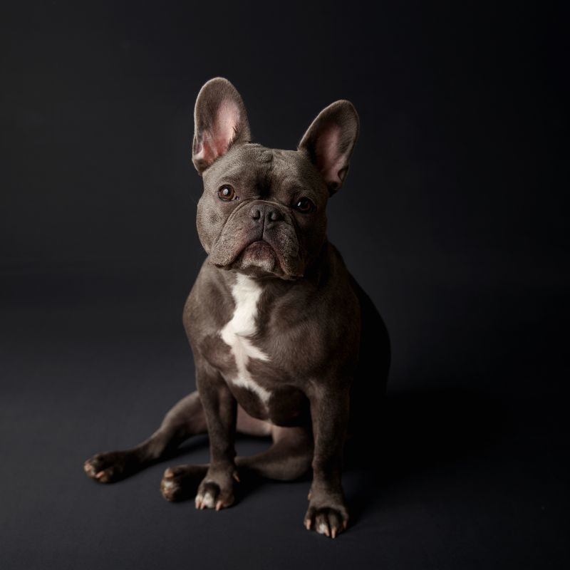 frenchie space french bulldog adoption