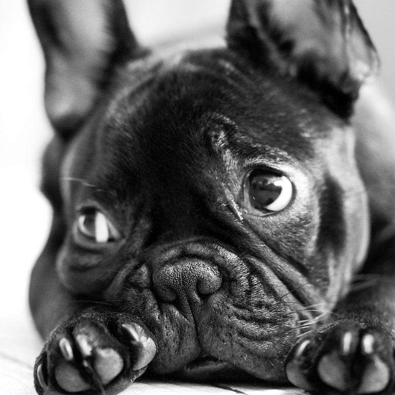 frenchie space french bulldog adoption