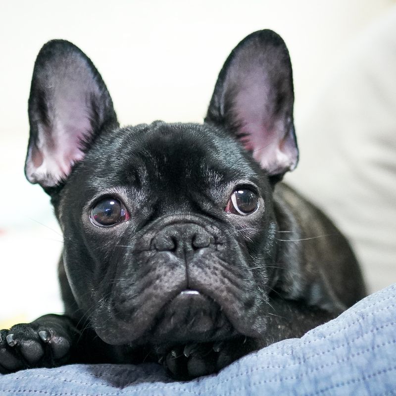 frenchie space french bulldog adoption