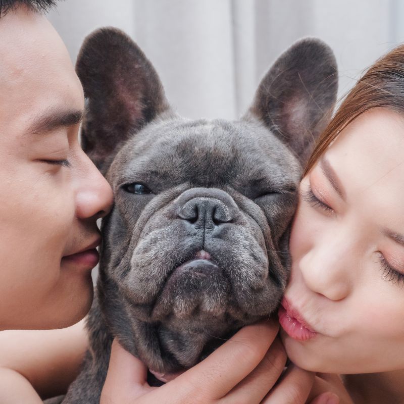 frenchie space french bulldog adoption