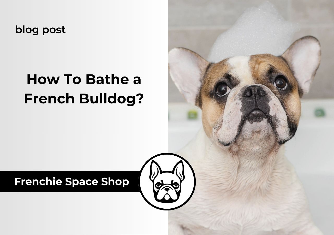 frenchie space how to bathe a french bulldog