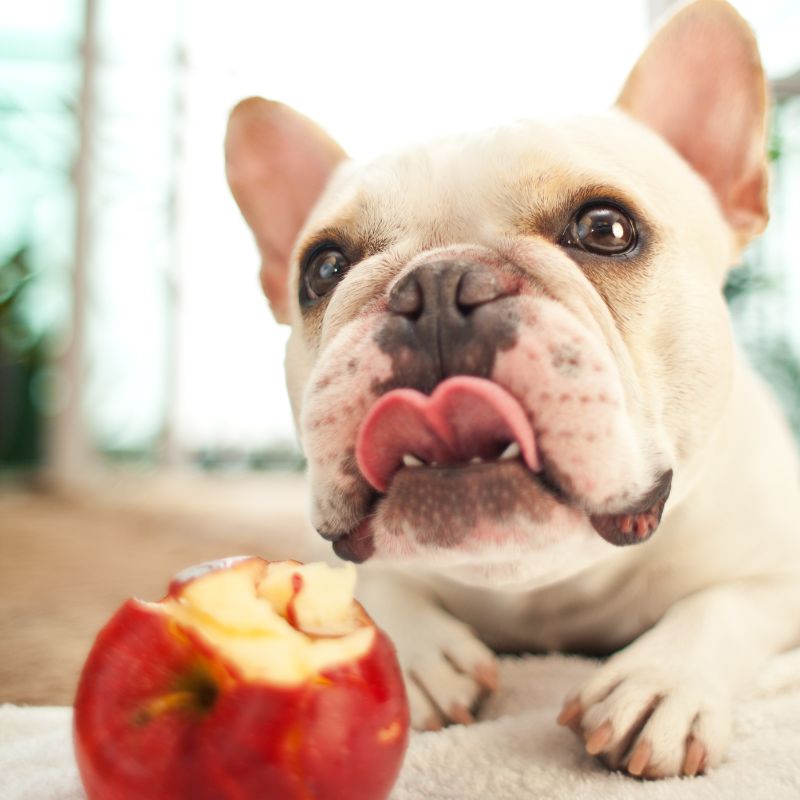 frenchie space what do i feed french bulldog