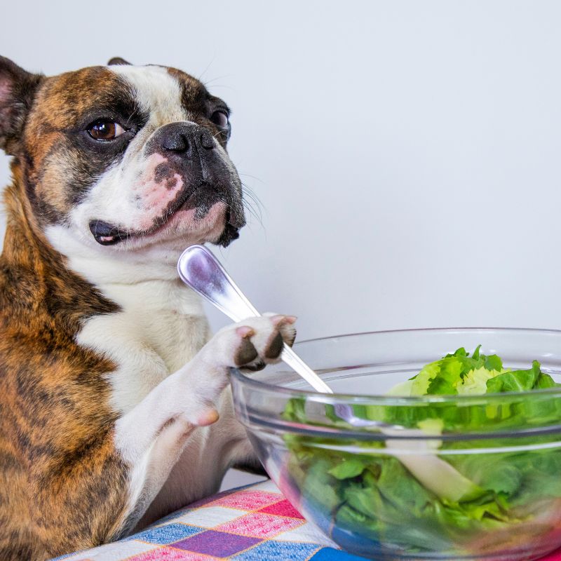 frenchie space what do i feed french bulldog