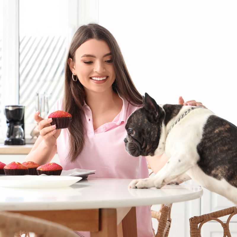 frenchie space what do i feed french bulldog