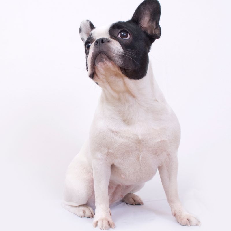 supplements for french bulldogs frenchie space (4)