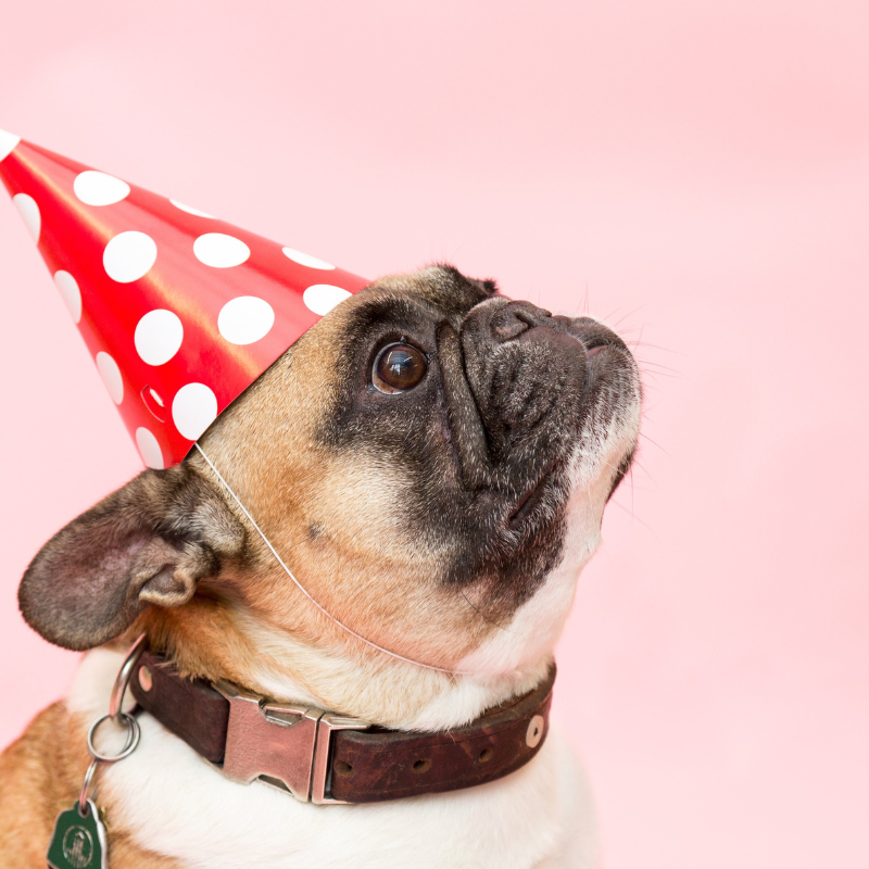 french bulldog names frenchie space