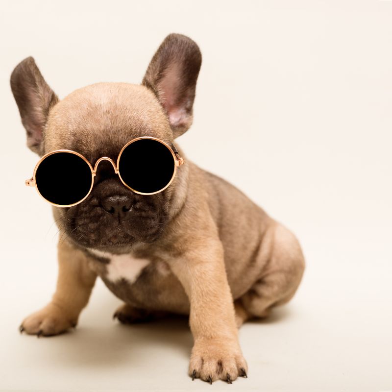 french bulldog names frenchie space