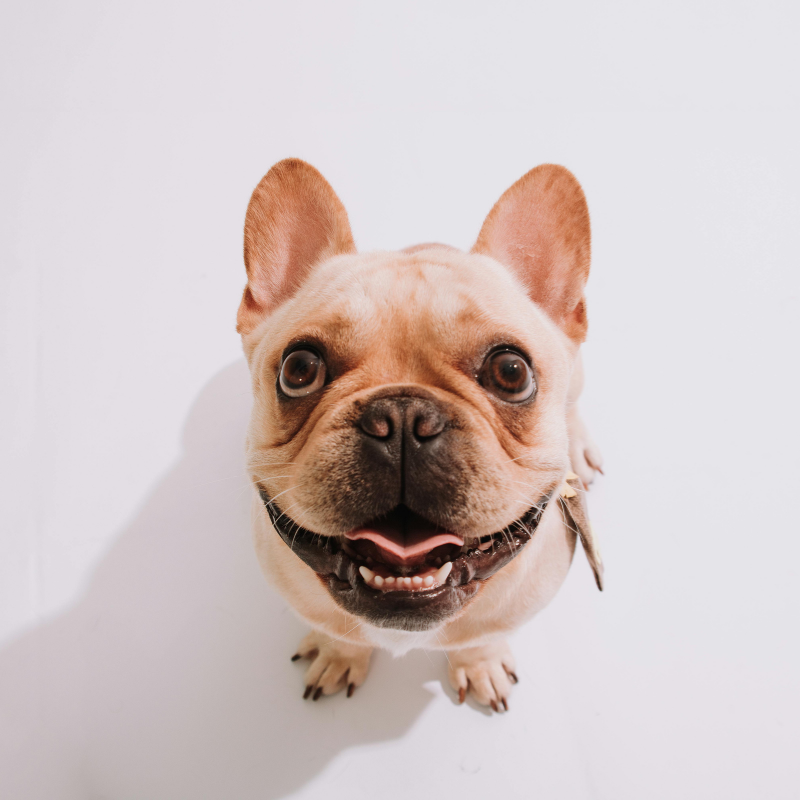 french bulldog names frenchie space