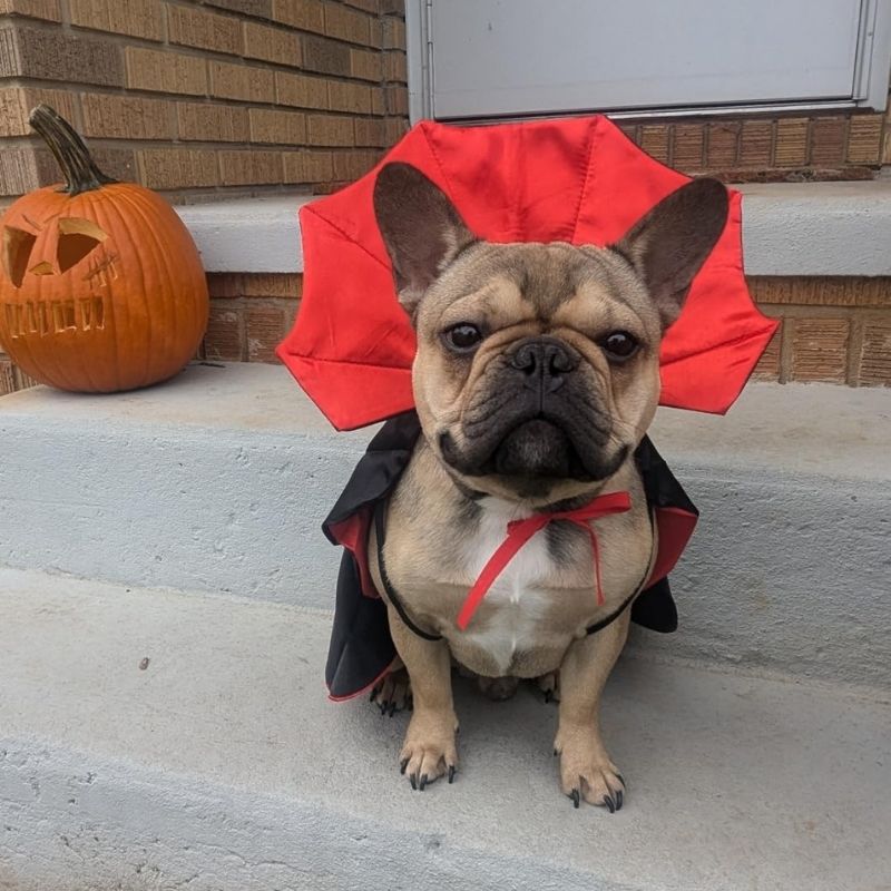 dracula french bulldog costume