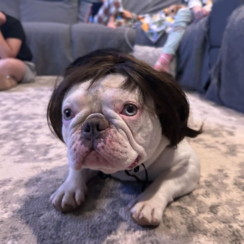 french bulldog halloween wig