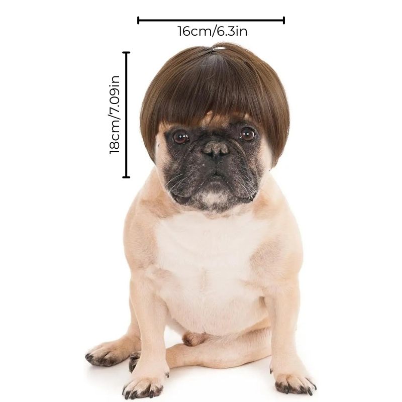 french bulldog halloween wig