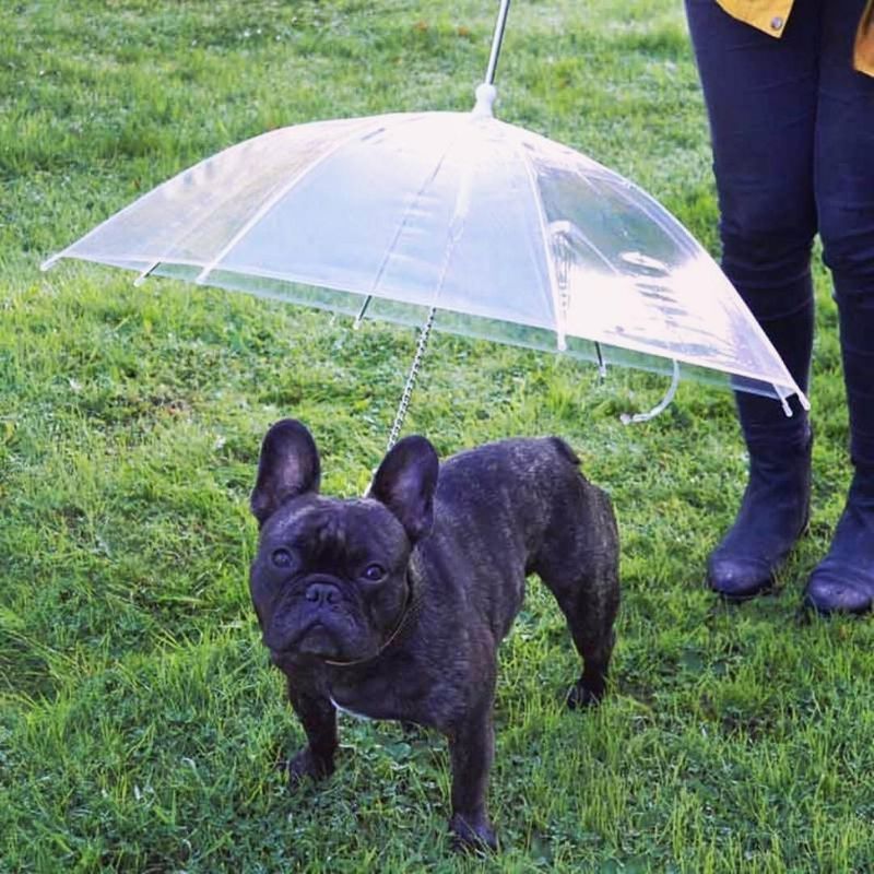 french bulldog leash umbrella