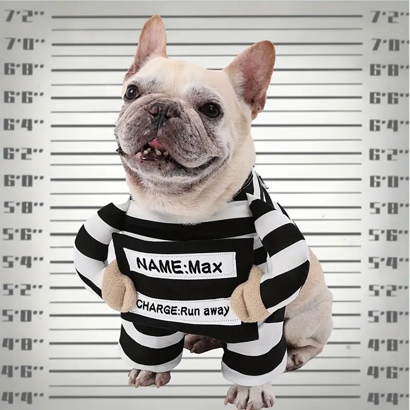 french bulldog prisoner costume