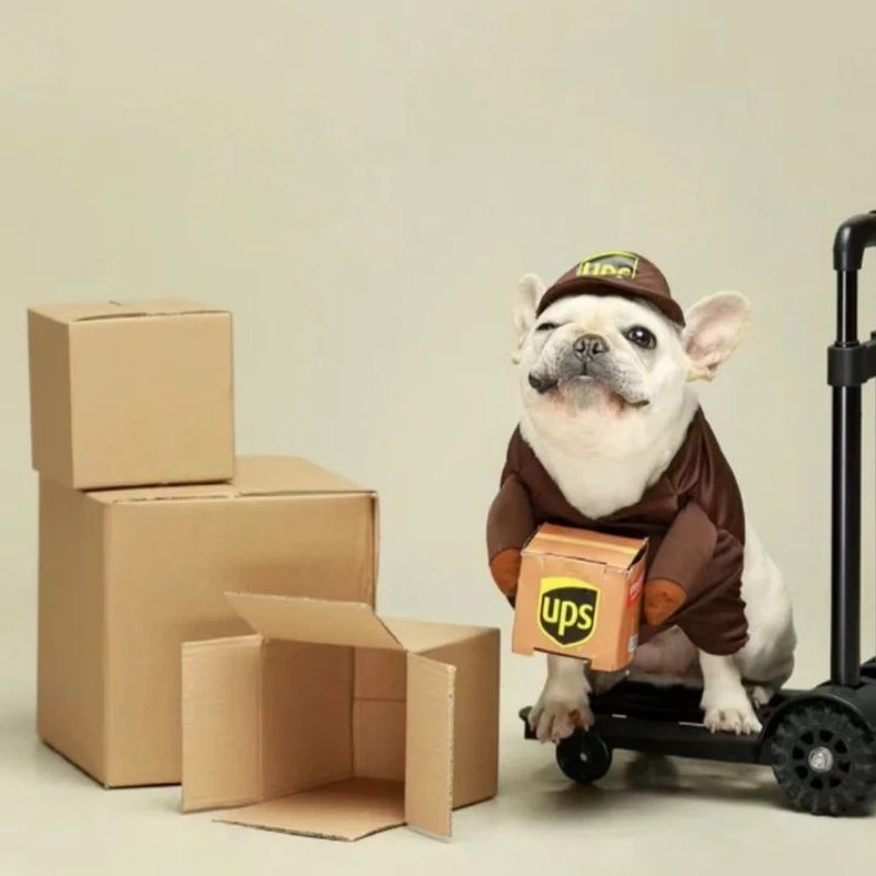 ups french bulldog costume