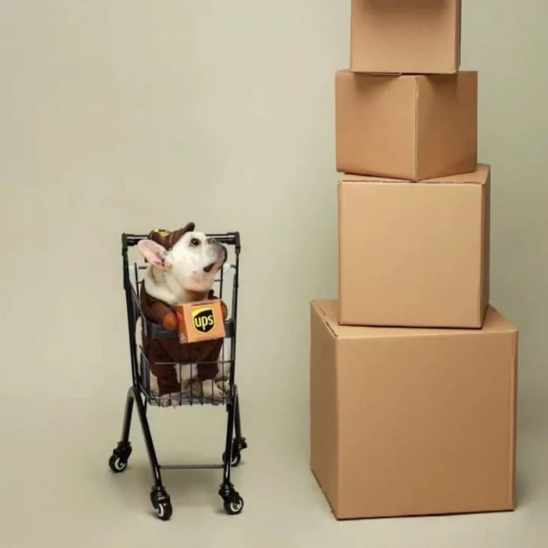 ups french bulldog costume