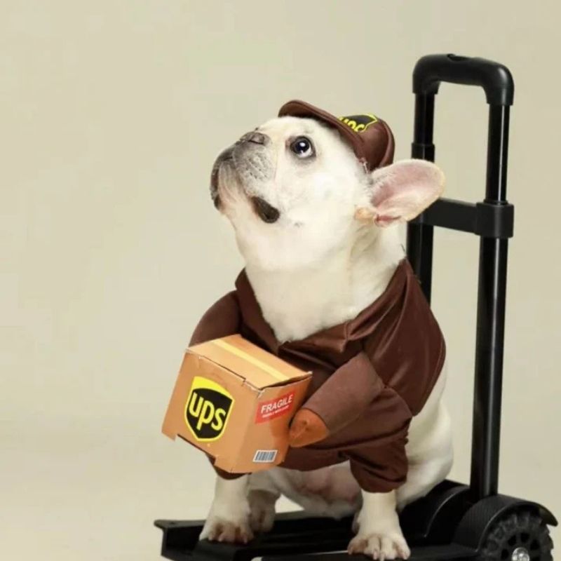 ups french bulldog costume