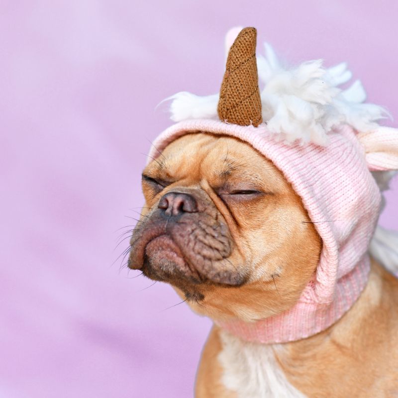 french bulldog with a healthy nose frenchie space