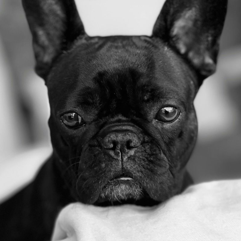 french bulldog with a healthy nose frenchie space