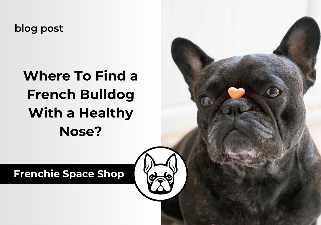 Where To Find a French Bulldog With a Healthy Nose