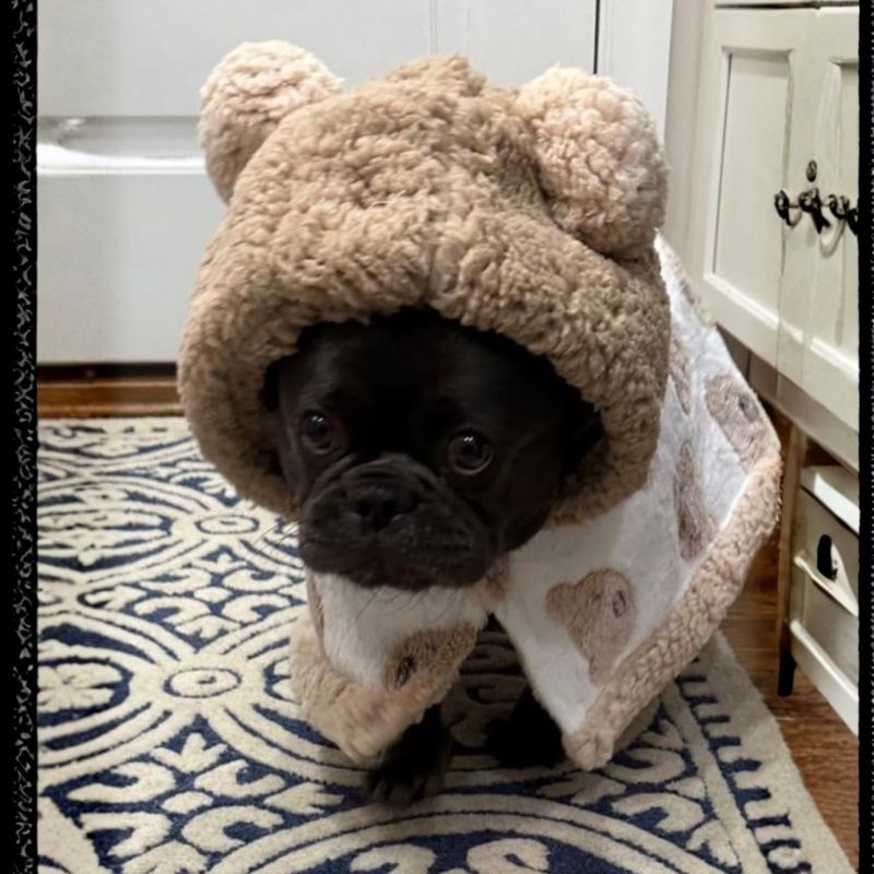 frenchie teddy snuggle coat